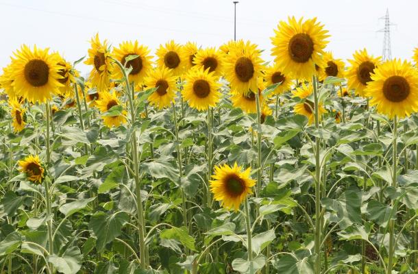 Campi Di Girasoli In Via Liguria Legnano Si Colora Di Giallo Legnanonews